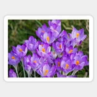 Clump of English wild purple crocuses Sticker